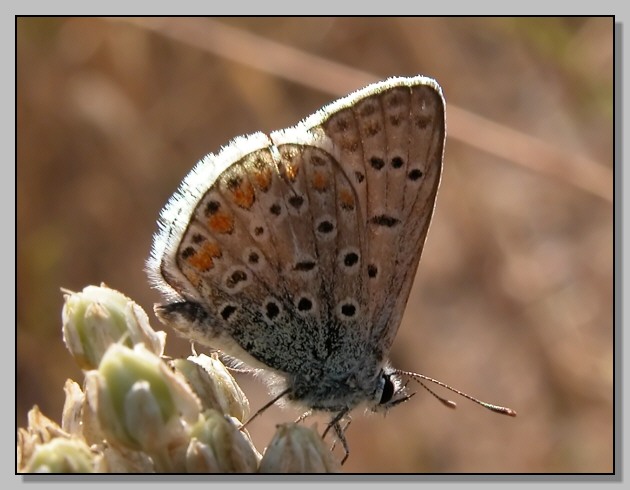 Zygaena erythrus e Polyommatus icarus femmina